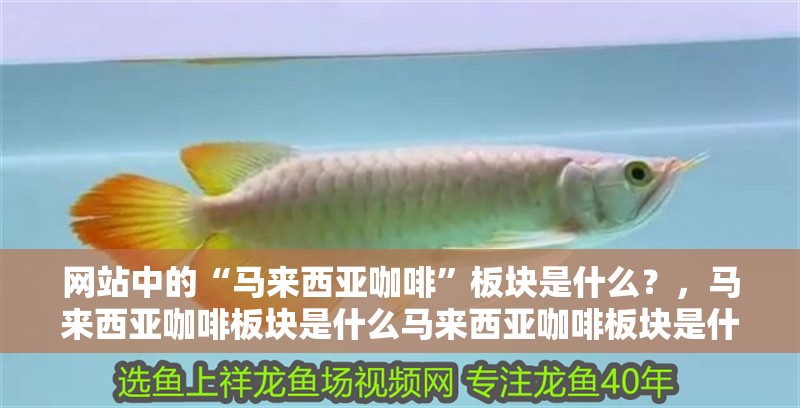 印尼虎魚多少溫度飼養最好:印尼虎魚多少溫度飼養最好印尼虎魚多少溫度飼養最好 網站中的“馬來西亞咖啡”板塊是什么?,馬來西亞咖啡板塊是什么馬來西亞咖啡板塊是什么 龍魚百科 網站中的“馬來西亞咖啡”板塊是什么?,馬來西亞咖啡板塊是什么馬來西亞咖啡板塊是什么 網站中的“馬來西亞咖啡”板塊是什么?,馬來西亞咖啡板塊是什么馬來西亞咖啡板塊是什么 龍魚百科