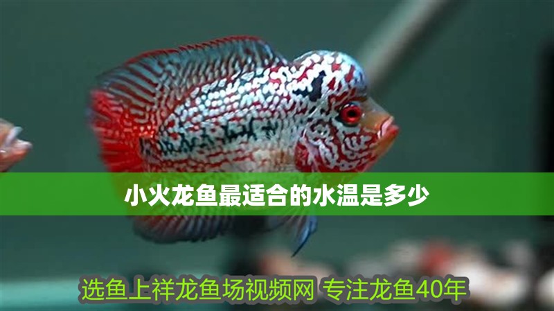 小火龍魚最適合的水溫是多少 小火龍魚最適合的水溫是多少 龍魚百科