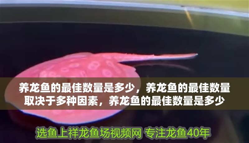 養(yǎng)龍魚(yú)的最佳數(shù)量是多少，養(yǎng)龍魚(yú)的最佳數(shù)量取決于多種因素，養(yǎng)龍魚(yú)的最佳數(shù)量是多少