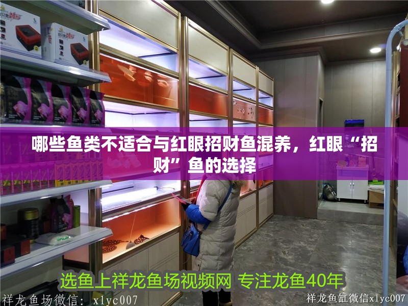哪些魚(yú)類不適合與紅眼招財(cái)魚(yú)混養(yǎng)，紅眼“招財(cái)”魚(yú)的選擇