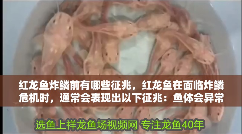紅龍魚炸鱗前有哪些征兆，紅龍魚在面臨炸鱗危機時，通常會表現出以下征兆：魚體會異常腫脹 紅龍魚炸鱗前有哪些征兆，紅龍魚在面臨炸鱗危機時，通常會表現出以下征兆：魚體會異常腫脹 龍魚百科