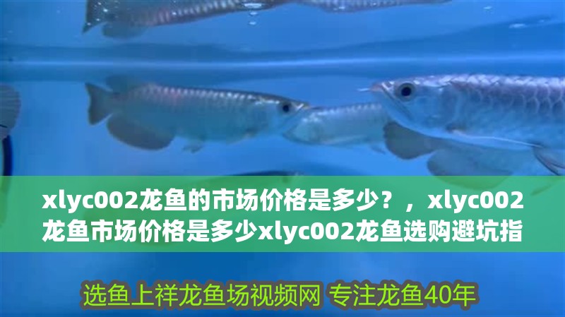 紅龍魚用黃燈烤有用嗎 xlyc002龍魚的市場價格是多少?,xlyc002龍魚市場價格是多少xlyc002龍魚選購避坑指南 龍魚百科 xlyc002龍魚的市場價格是多少?,xlyc002龍魚市場價格是多少xlyc002龍魚選購避坑指南 xlyc002龍魚的市場價格是多少?,xlyc002龍魚市場價格是多少xlyc002龍魚選購避坑指南 龍魚百科