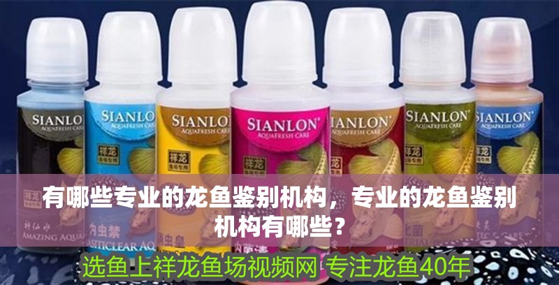 有哪些專業(yè)的龍魚鑒別機(jī)構(gòu)，專業(yè)的龍魚鑒別機(jī)構(gòu)有哪些？ 有哪些專業(yè)的龍魚鑒別機(jī)構(gòu)，專業(yè)的龍魚鑒別機(jī)構(gòu)有哪些？ 龍魚百科
