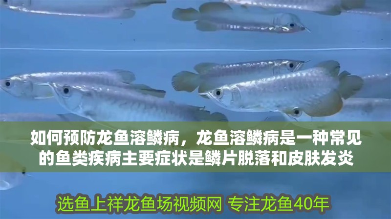 印尼虎魚多少溫度飼養最好:印尼虎魚多少溫度飼養最好印尼虎魚多少溫度飼養最好 如何預防龍魚溶鱗病,龍魚溶鱗病是一種常見的魚類疾病主要癥狀是鱗片脫落和皮膚發炎 龍魚百科 如何預防龍魚溶鱗病,龍魚溶鱗病是一種常見的魚類疾病主要癥狀是鱗片脫落和皮膚發炎 如何預防龍魚溶鱗病,龍魚溶鱗病是一種常見的魚類疾病主要癥狀是鱗片脫落和皮膚發炎 龍魚百科