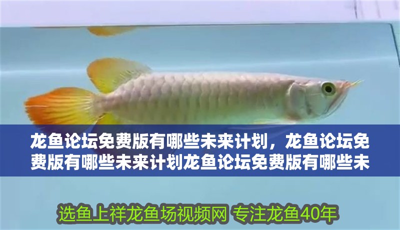 龍魚論壇免費版有哪些未來計劃，龍魚論壇免費版有哪些未來計劃龍魚論壇免費版有哪些未來計劃