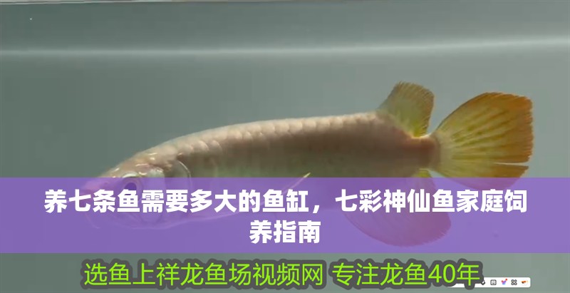 養(yǎng)七條魚需要多大的魚缸，七彩神仙魚家庭飼養(yǎng)指南