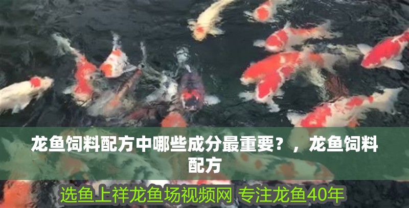 龍魚飼料配方中哪些成分最重要？，龍魚飼料配方 龍魚飼料配方中哪些成分最重要？，龍魚飼料配方 龍魚百科