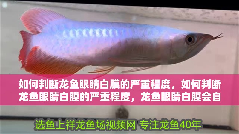 如何判斷龍魚眼睛白膜的嚴(yán)重程度，如何判斷龍魚眼睛白膜的嚴(yán)重程度，龍魚眼睛白膜會自愈嗎