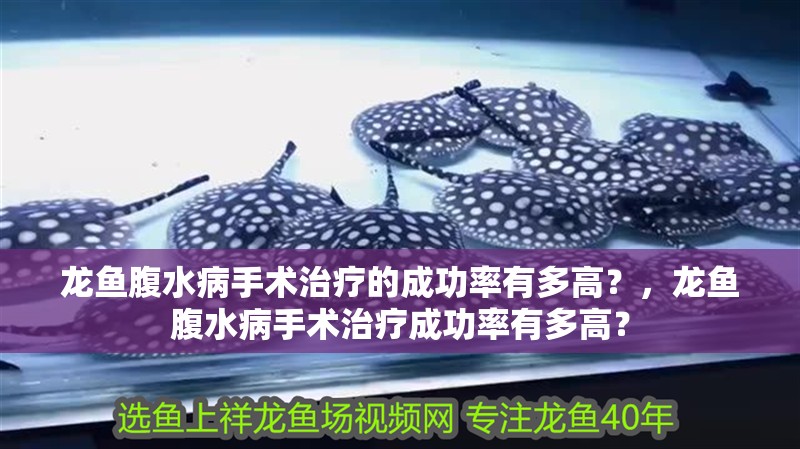 龍魚腹水病手術治療的成功率有多高？，龍魚腹水病手術治療成功率有多高？