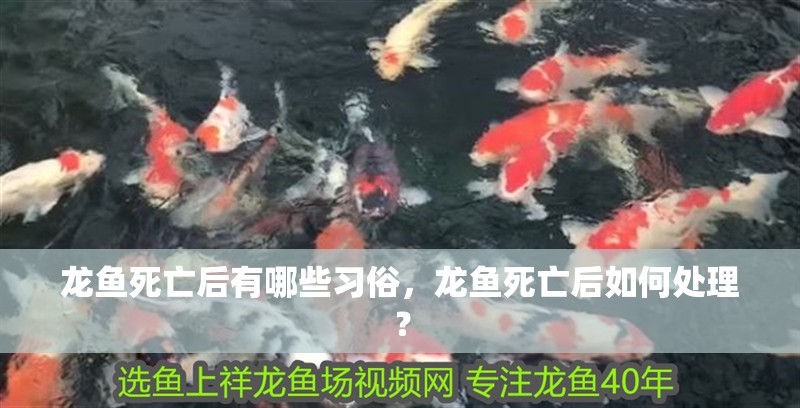 龍魚死亡后有哪些習(xí)俗，龍魚死亡后如何處理？ 龍魚死亡后有哪些習(xí)俗，龍魚死亡后如何處理？ 龍魚百科