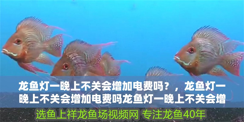 龍魚燈一晚上不關會增加電費嗎？，龍魚燈一晚上不關會增加電費嗎龍魚燈一晚上不關會增加電費嗎 龍魚燈一晚上不關會增加電費嗎？，龍魚燈一晚上不關會增加電費嗎龍魚燈一晚上不關會增加電費嗎 龍魚百科