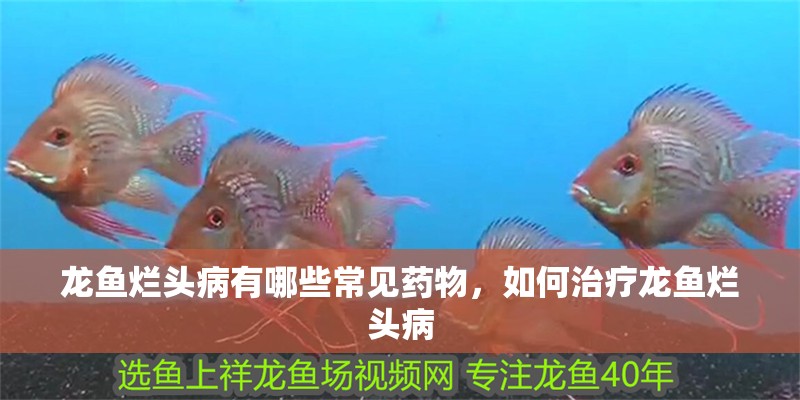 龍魚爛頭病有哪些常見藥物，如何治療龍魚爛頭病