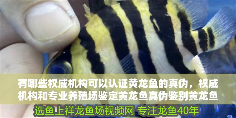 有哪些權威機構可以認證黃龍魚的真偽，權威機構和專業養殖場鑒定黃龍魚真偽鑒別黃龍魚的真偽