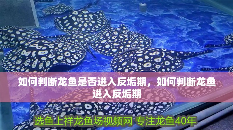 如何判斷龍魚是否進入反垢期，如何判斷龍魚進入反垢期 如何判斷龍魚是否進入反垢期，如何判斷龍魚進入反垢期 龍魚百科