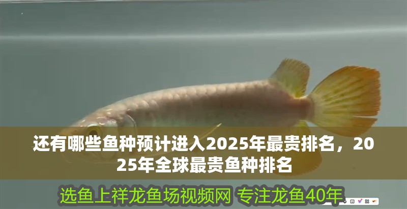 我的虎魚真菌感染了要怎么處理 還有哪些魚種預計進入2025年最貴排名,2025年全球最貴魚種排名 龍魚百科 還有哪些魚種預計進入2025年最貴排名,2025年全球最貴魚種排名 還有哪些魚種預計進入2025年最貴排名,2025年全球最貴魚種排名 龍魚百科