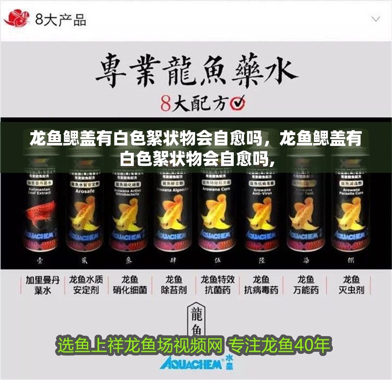 龍魚(yú)鰓蓋有白色絮狀物會(huì)自愈嗎，龍魚(yú)鰓蓋有白色絮狀物會(huì)自愈嗎, 龍魚(yú)鰓蓋有白色絮狀物會(huì)自愈嗎，龍魚(yú)鰓蓋有白色絮狀物會(huì)自愈嗎, 龍魚(yú)百科