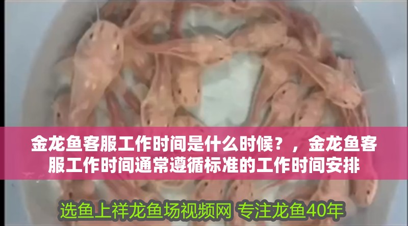 金龍魚客服工作時間是什么時候？，金龍魚客服工作時間通常遵循標準的工作時間安排