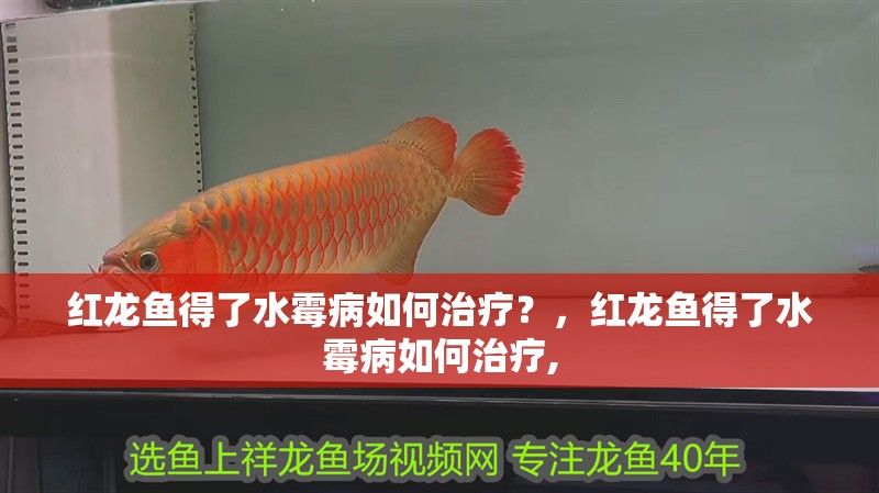 紅龍魚得了水霉病如何治療？，紅龍魚得了水霉病如何治療,