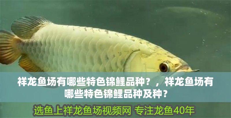 魚缸造景先放沙還是先放水(魚缸造景先鋪沙還是先放石頭) 祥龍魚場有哪些特色錦鯉品種?,祥龍魚場有哪些特色錦鯉品種及種? 龍魚百科 祥龍魚場有哪些特色錦鯉品種?,祥龍魚場有哪些特色錦鯉品種及種? 祥龍魚場有哪些特色錦鯉品種?,祥龍魚場有哪些特色錦鯉品種及種? 龍魚百科