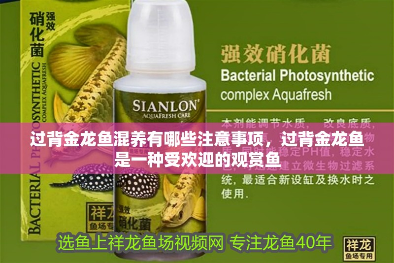 魚缸過濾器選購指南:自制魚缸過濾器魚缸上置過濾器對于養魚愛好者的必備知識 過背金龍魚混養有哪些注意事項,過背金龍魚是一種受歡迎的觀賞魚 龍魚百科 過背金龍魚混養有哪些注意事項,過背金龍魚是一種受歡迎的觀賞魚 過背金龍魚混養有哪些注意事項,過背金龍魚是一種受歡迎的觀賞魚 龍魚百科