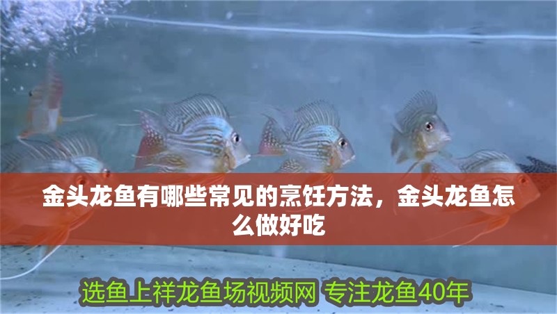 金頭龍魚有哪些常見的烹飪方法，金頭龍魚怎么做好吃 金頭龍魚有哪些常見的烹飪方法，金頭龍魚怎么做好吃 龍魚百科