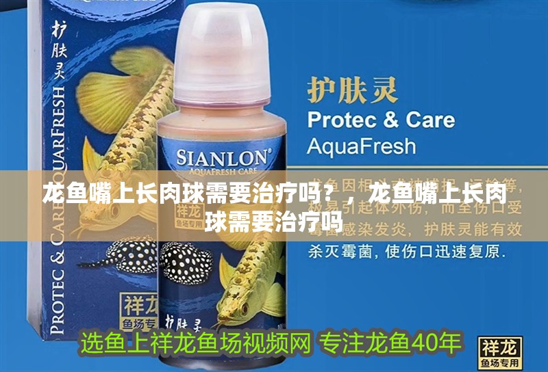 魚缸過濾器選購指南:自制魚缸過濾器魚缸上置過濾器對于養魚愛好者的必備知識 龍魚嘴上長肉球需要治療嗎?,龍魚嘴上長肉球需要治療嗎 龍魚百科 龍魚嘴上長肉球需要治療嗎?,龍魚嘴上長肉球需要治療嗎 龍魚嘴上長肉球需要治療嗎?,龍魚嘴上長肉球需要治療嗎 龍魚百科