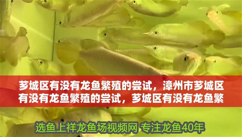 薌城區(qū)有沒(méi)有龍魚(yú)繁殖的嘗試，<strong><mark>漳州</mark></strong>市薌城區(qū)有沒(méi)有龍魚(yú)繁殖的嘗試，薌城區(qū)有沒(méi)有龍魚(yú)繁殖的嘗試