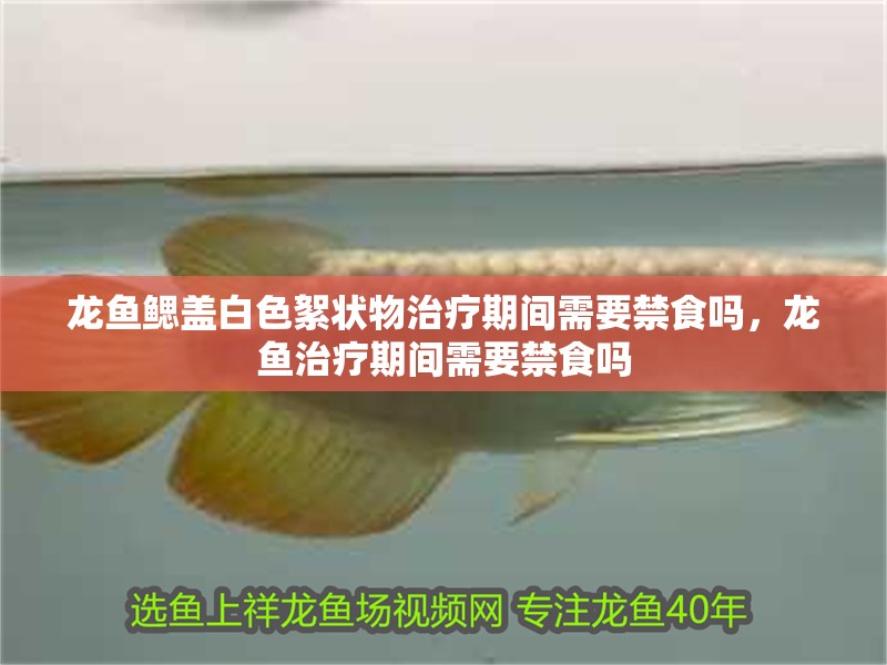 龍魚(yú)鰓蓋白色絮狀物治療期間需要禁食嗎，龍魚(yú)治療期間需要禁食嗎 龍魚(yú)鰓蓋白色絮狀物治療期間需要禁食嗎，龍魚(yú)治療期間需要禁食嗎 龍魚(yú)百科