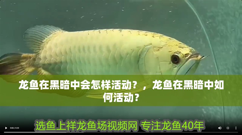 龍魚在黑暗中會怎樣活動？，龍魚在黑暗中如何活動？ 龍魚在黑暗中會怎樣活動？，龍魚在黑暗中如何活動？ 龍魚百科