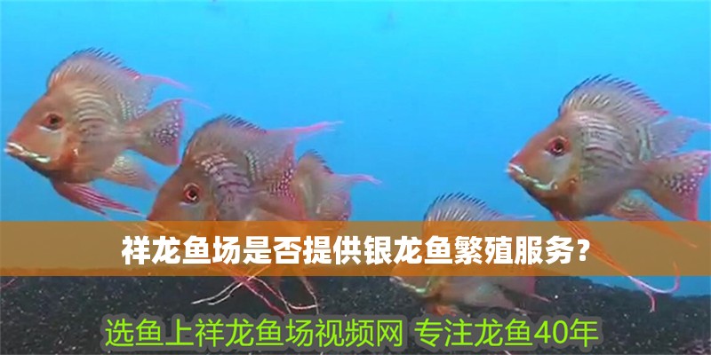 祥龍魚場是否提供銀龍魚繁殖服務？ 祥龍魚場是否提供銀龍魚繁殖服務？ 龍魚百科