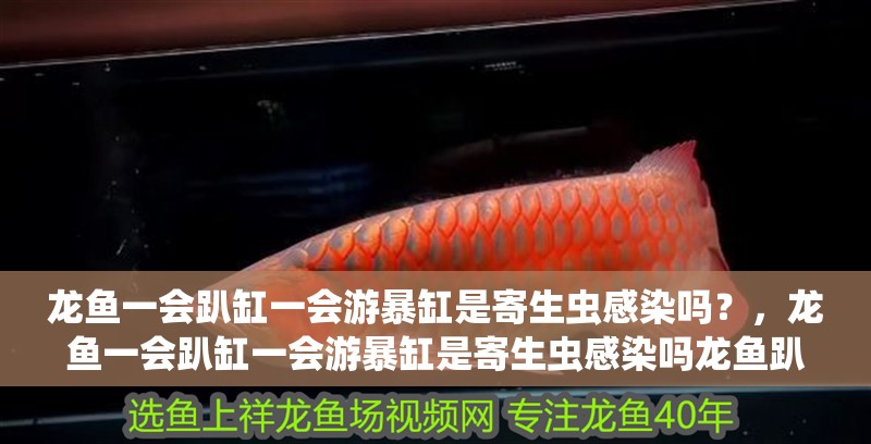 給大魚缸換水的作文:體驗給大魚缸換水的樂趣:體驗給大魚缸換水:給大魚缸換水的作文 龍魚一會趴缸一會游暴缸是寄生蟲感染嗎?,龍魚一會趴缸一會游暴缸是寄生蟲感染嗎龍魚趴缸后如何恢復 龍魚百科 龍魚一會趴缸一會游暴缸是寄生蟲感染嗎?,龍魚一會趴缸一會游暴缸是寄生蟲感染嗎龍魚趴缸后如何恢復 龍魚一會趴缸一會游暴缸是寄生蟲感染嗎?,龍魚一會趴缸一會游暴缸是寄生蟲感染嗎龍魚趴缸后如何恢復 龍魚百科