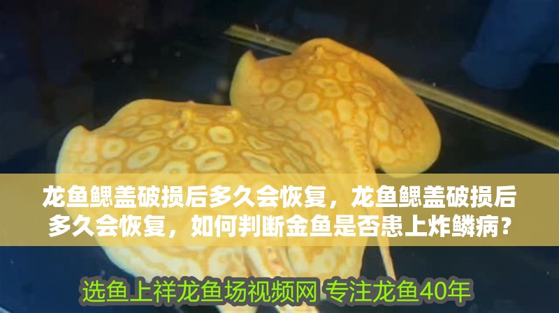 龍魚鰓蓋破損后多久會恢復，龍魚鰓蓋破損后多久會恢復，如何判斷金魚是否患上炸鱗?。?龍魚鰓蓋破損后多久會恢復，龍魚鰓蓋破損后多久會恢復，如何判斷金魚是否患上炸鱗?。?龍魚百科