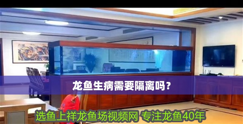 龍魚生病需要隔離嗎？
