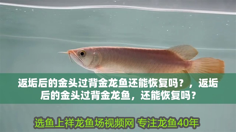 返垢后的金頭過背金龍魚還能恢復嗎？，返垢后的金頭過背金龍魚，還能恢復嗎？ 返垢后的金頭過背金龍魚還能恢復嗎？，返垢后的金頭過背金龍魚，還能恢復嗎？ 龍魚百科