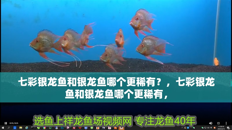 七彩銀龍魚和銀龍魚哪個更稀有？，七彩銀龍魚和銀龍魚哪個更稀有，