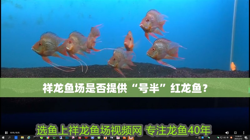 鸚鵡魚和銀龍魚混養(yǎng)怎樣喂食 祥龍魚場(chǎng)是否提供“號(hào)半”紅龍魚? 龍魚百科 祥龍魚場(chǎng)是否提供“號(hào)半”紅龍魚? 祥龍魚場(chǎng)是否提供“號(hào)半”紅龍魚? 龍魚百科