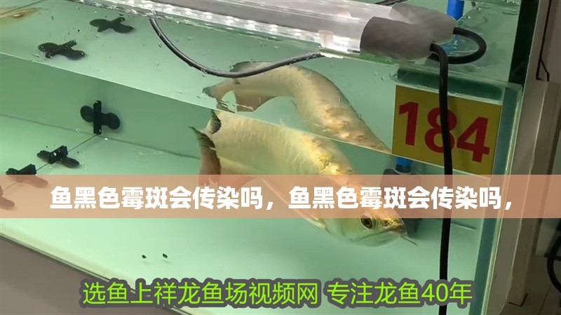 魚黑色霉斑會傳染嗎，魚黑色霉斑會傳染嗎， 魚黑色霉斑會傳染嗎，魚黑色霉斑會傳染嗎， 龍魚百科