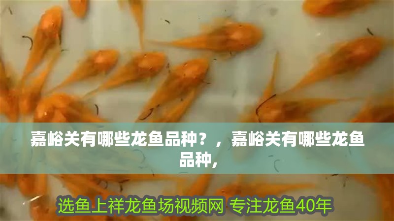 魚缸過濾器選購指南:自制魚缸過濾器魚缸上置過濾器對于養魚愛好者的必備知識 嘉峪關有哪些龍魚品種?,嘉峪關有哪些龍魚品種, 龍魚百科 嘉峪關有哪些龍魚品種?,嘉峪關有哪些龍魚品種, 嘉峪關有哪些龍魚品種?,嘉峪關有哪些龍魚品種, 龍魚百科