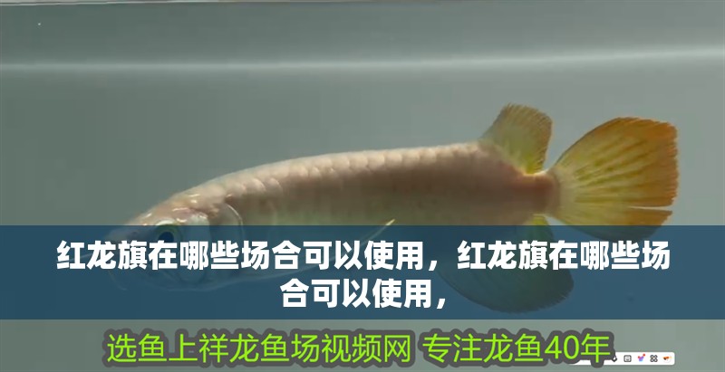 給大魚缸換水的作文:體驗給大魚缸換水的樂趣:體驗給大魚缸換水:給大魚缸換水的作文 紅龍旗在哪些場合可以使用,紅龍旗在哪些場合可以使用, 龍魚百科 紅龍旗在哪些場合可以使用,紅龍旗在哪些場合可以使用, 紅龍旗在哪些場合可以使用,紅龍旗在哪些場合可以使用, 龍魚百科