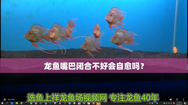 龍魚嘴巴閉合不好會自愈嗎？