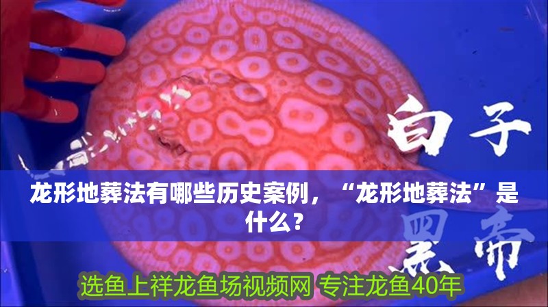 我的虎魚真菌感染了要怎么處理 龍形地葬法有哪些歷史案例,“龍形地葬法”是什么? 龍魚百科 龍形地葬法有哪些歷史案例,“龍形地葬法”是什么? 龍形地葬法有哪些歷史案例,“龍形地葬法”是什么? 龍魚百科