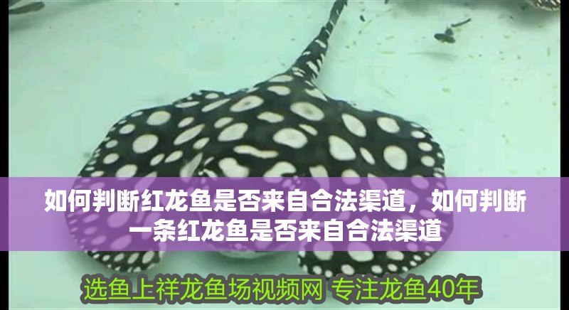 如何判斷紅龍魚是否來自合法渠道，如何判斷一條紅龍魚是否來自合法渠道 如何判斷紅龍魚是否來自合法渠道，如何判斷一條紅龍魚是否來自合法渠道 龍魚百科