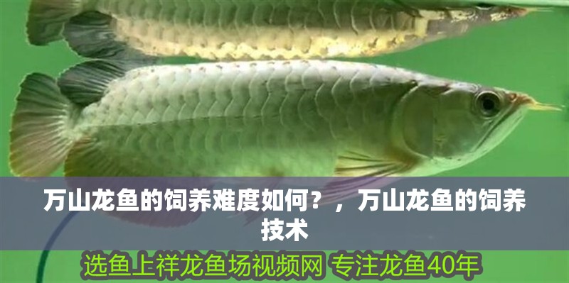 萬山龍魚的飼養難度如何？，萬山龍魚的飼養技術