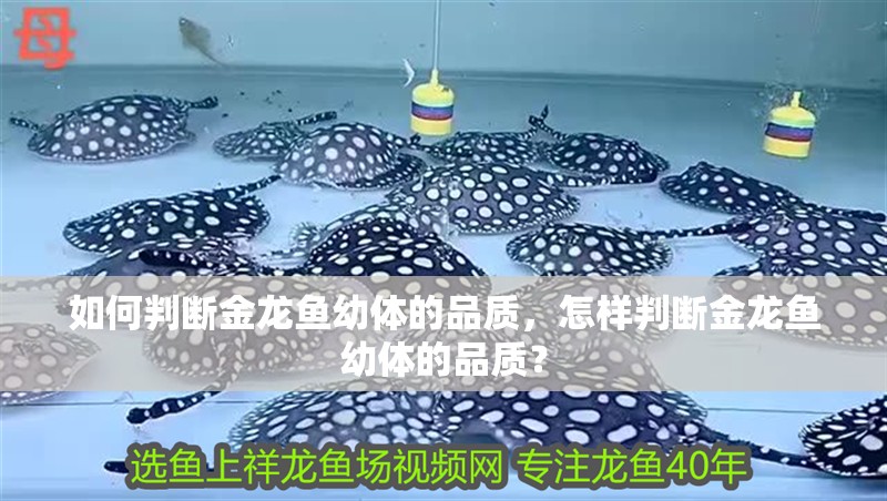 如何判斷金龍魚幼體的品質，怎樣判斷金龍魚幼體的品質？