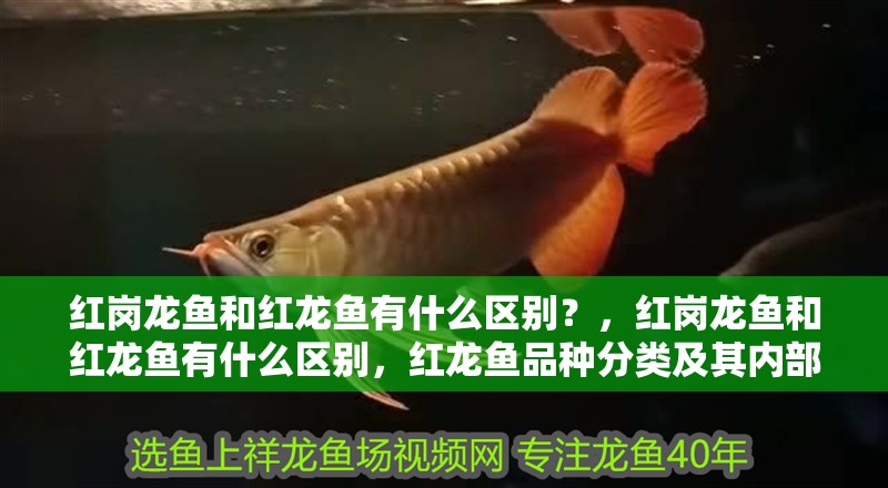 紅崗龍魚和紅龍魚有什么區(qū)別？，紅崗龍魚和紅龍魚有什么區(qū)別，紅龍魚品種分類及其內(nèi)部差異
