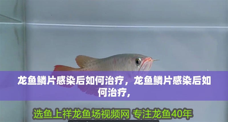 龍魚鱗片感染后如何治療，龍魚鱗片感染后如何治療, 龍魚鱗片感染后如何治療，龍魚鱗片感染后如何治療, 龍魚百科