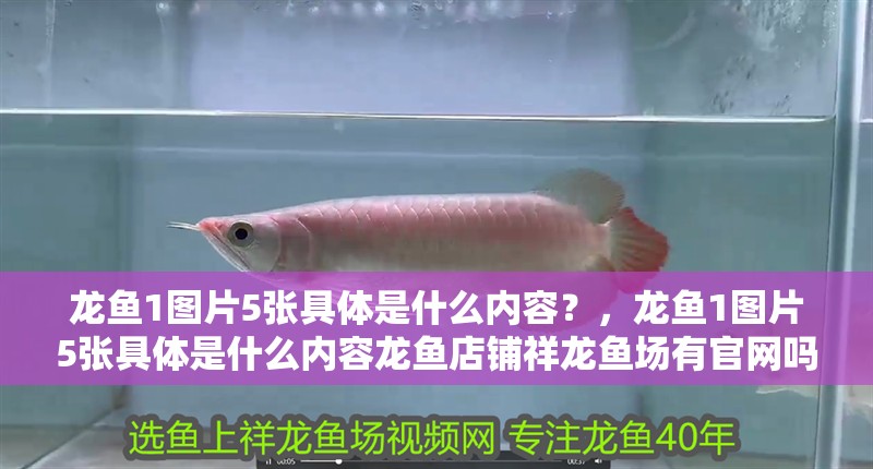龍魚1圖片5張具體是什么內容？，龍魚1圖片5張具體是什么內容龍魚店鋪祥龍魚場有官網嗎