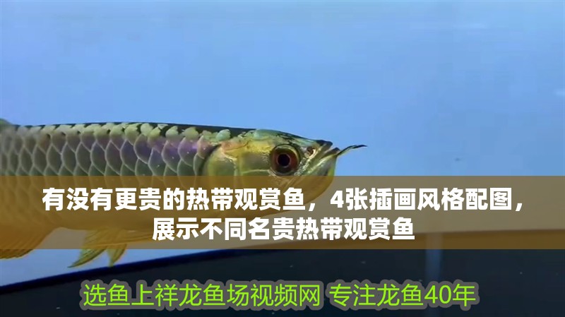 龍魚干蝦有營養嗎 有沒有更貴的熱帶觀賞魚,4張插畫風格配圖,展示不同名貴熱帶觀賞魚 龍魚百科 有沒有更貴的熱帶觀賞魚,4張插畫風格配圖,展示不同名貴熱帶觀賞魚 有沒有更貴的熱帶觀賞魚,4張插畫風格配圖,展示不同名貴熱帶觀賞魚 龍魚百科