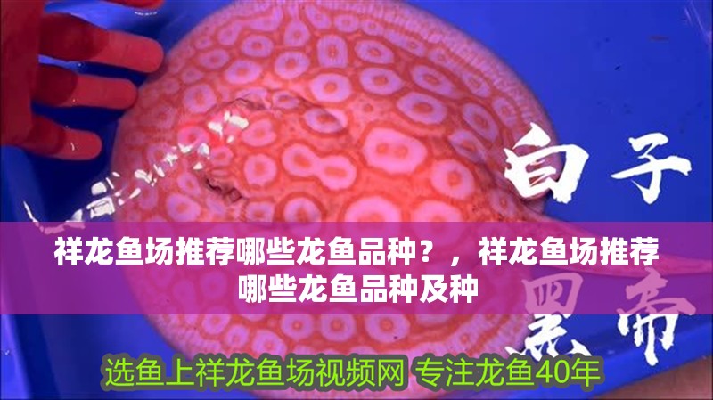 祥龍魚場推薦哪些龍魚品種？，祥龍魚場推薦哪些龍魚品種及種 祥龍魚場推薦哪些龍魚品種？，祥龍魚場推薦哪些龍魚品種及種 龍魚百科
