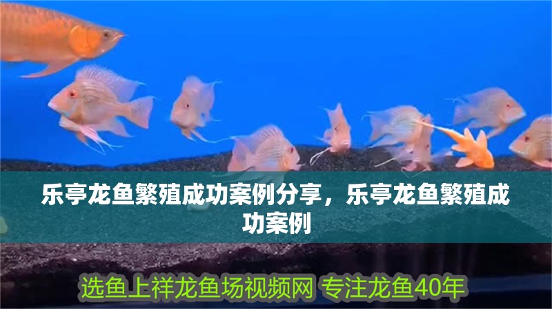 樂亭龍魚繁殖成功案例分享，樂亭龍魚繁殖成功案例 樂亭龍魚繁殖成功案例分享，樂亭龍魚繁殖成功案例 龍魚百科